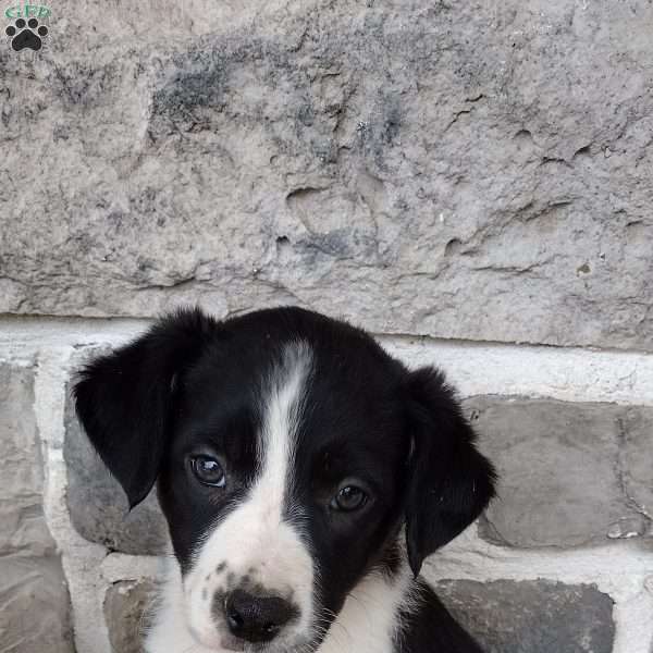 Red, Border Collie Puppy